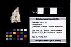 Foto (Objekt + Etikett) von Gastrodorus sp.  (NHMW-GEO-1990-0041-2704)